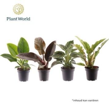 image PHILODENDRON VARIE