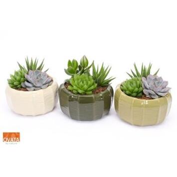 image SUCCULENTE CERAM X3