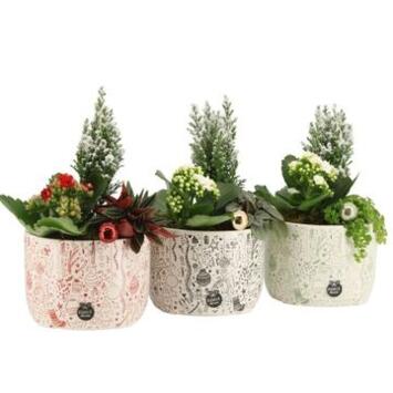 image KALANCHOE CERAM NOEL