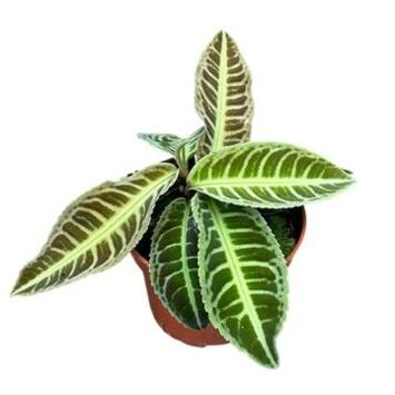 image LABISIA JAPONICA