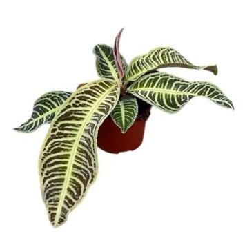 image LABISIA JAPONICA