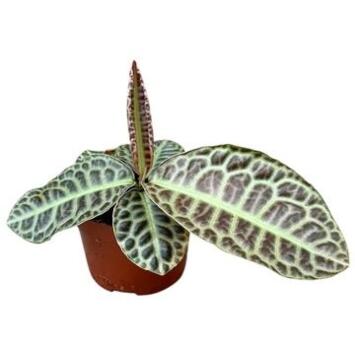 image LABISIA TURTLE BACK