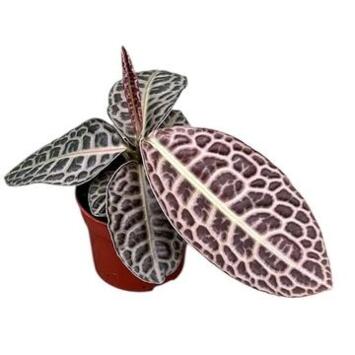 image LABISIA TURTLE BACK