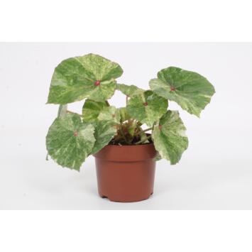 image BEGONIA REX
