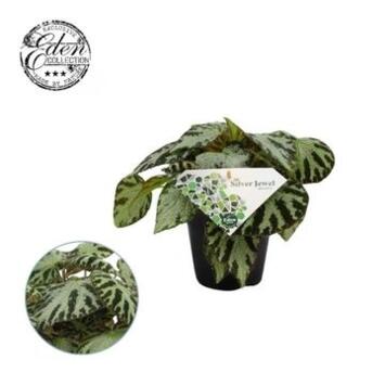 image BEGONIA REX SILVER JEWELL