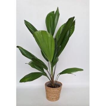 image LICUALA GRANDIS OSIER