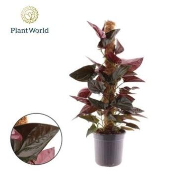 image SYNGONIUM RED ARROW TM