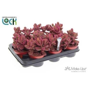 image COTYLEDON LADYSMITHIENSIS