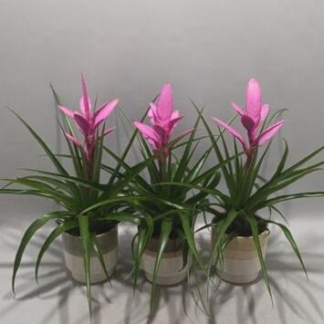 image TILLANDSIA ANTONIO