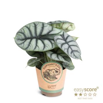 image ALOCASIA NEBULA