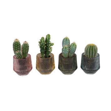 image CACTUS CERAM