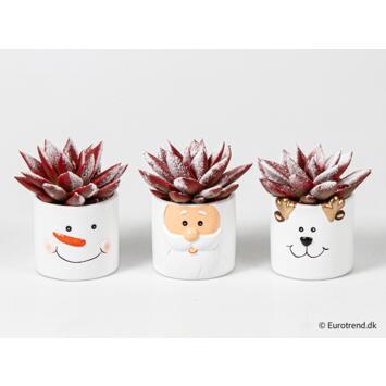 image ECHEVERIA TEINTE ROUGE GIVRE CERAM