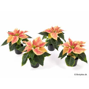 image POINSETTIA MINI FEELING MARBLE