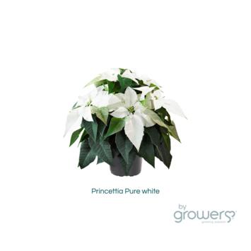 image POINSETTIA MINI PRINCETTIA BLANC