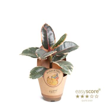 image FICUS ELASTICA RUBY