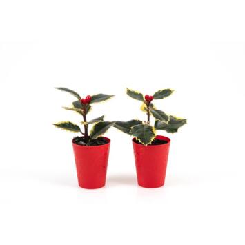 image ILEX AQUIFOLIUM P ROUGE