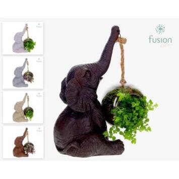 image PLANTE VERTE ELEPHANT SUSP