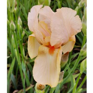 image IRIS GERMANICA MME FRANCOIS DEBAT