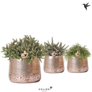 image RHIPSALIS VARIE CERAM