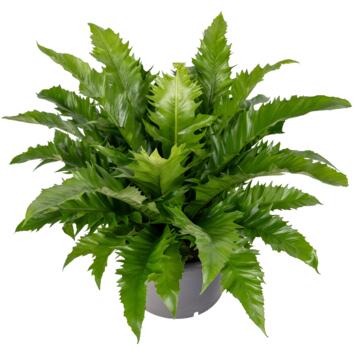 image ASPLENIUM ANTIQUUM GIOIA