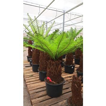 image DICKSONIA ANTARCTICA
