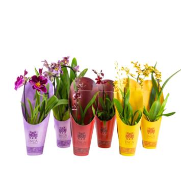 image ORCHIDEES 1BR CASCADE