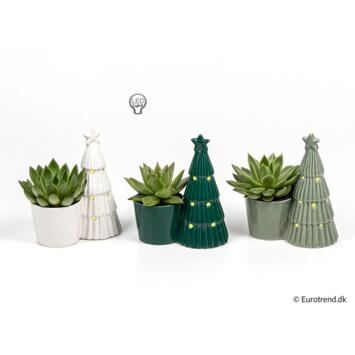 image ECHEVERIA CERAM NOEL