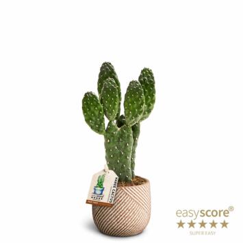 image CACTUS OPUNTIA CERAM