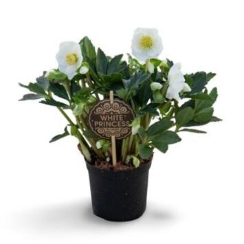 image HELLEBORE WHITE PRINCESS