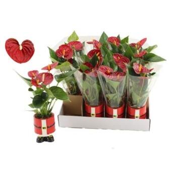 image ANTHURIUM ANDREANUM ROUGE CERAM NOEL