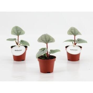 image ANTHURIUM LUXURIANS