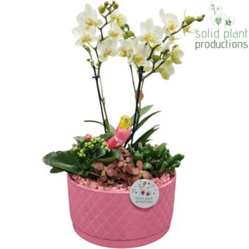 image COMPO PHALAENOPSIS 2BR CERAM