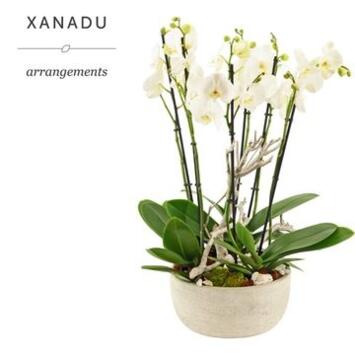 image COMPO PHALAENOPSIS COUPE CERAM