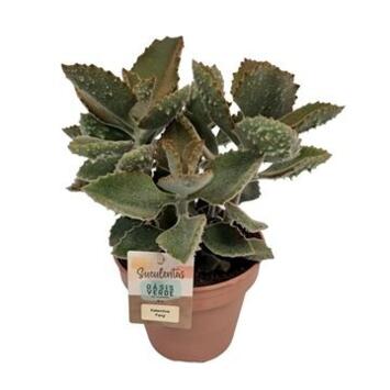 image KALANCHOE BEHARENSIS