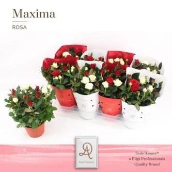 image ROSIER AMOROSA  2COULEURS VARIE