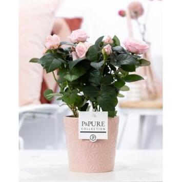image ROSIER BEAUMONDE ROSE CERAM