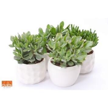 image CRASSULA CERAM