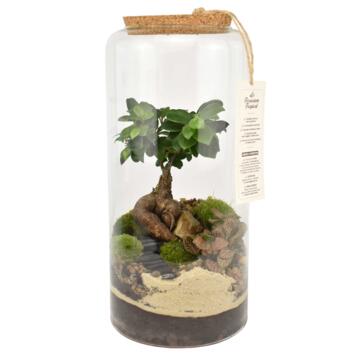 image TERRARIUM ZOYA 20