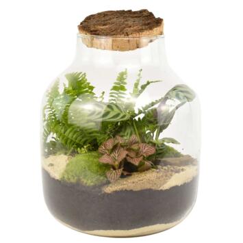 image TERRARIUM JADE 20