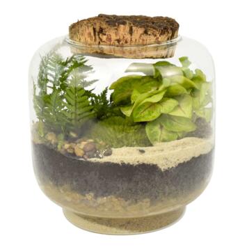 image TERRARIUM AGATHE 20