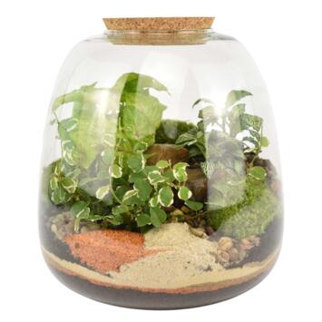 image TERRARIUM TOM 20