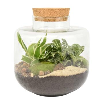 image TERRARIUM ARSENE 20
