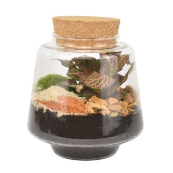 image TERRARIUM PAUL 20
