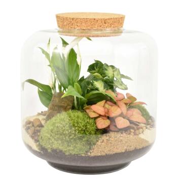 image TERRARIUM LOU 20