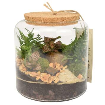 image TERRARIUM FLORIDE 20