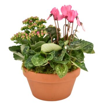 image COUPE TERRE CUITE ROSE