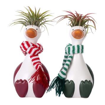 image TILLANDSIA CERAM OIE