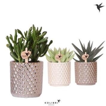 image SUCCULENTE CERAM