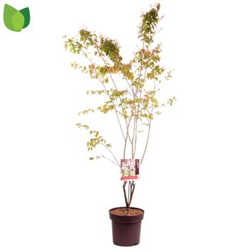 image AMELANCHIER LAMARCKII