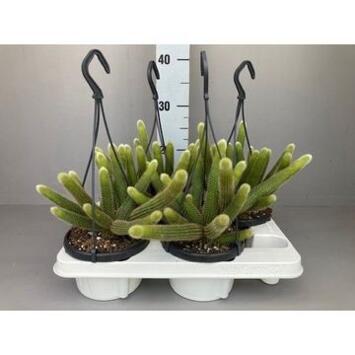 image CACTUS HILDEWINTERA SUSP